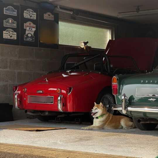 Red classic convertible in a garage with a dog sitting alongside and automotive memorabilia on the walls